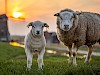 5 tips voor lentefotografie in je landschapsfoto's