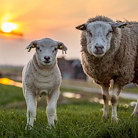 5 tips voor lentefotografie in je landschapsfoto's